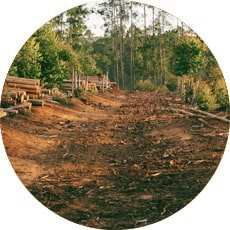 Deforestation