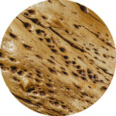 Termites